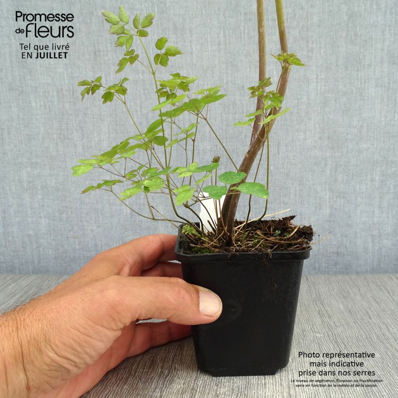 Thalictrum delavayi Ankum - Meadow-rue 8/9 cm pot sample as delivered in summer
