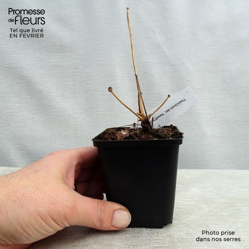 Thalictrum delavayi Hewitts double - Meadow-rue 8/9 cm pot sample as delivered in winter