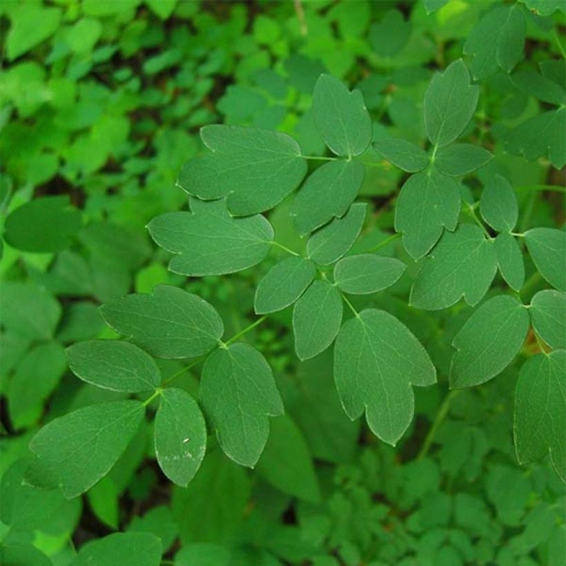 Thalictrum delavayi Hinckley - Meadow-rue (Foliage)