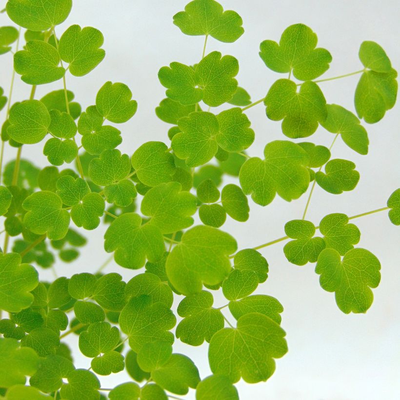 Thalictrum delavayi Splendide Album - Meadow-rue (Foliage)