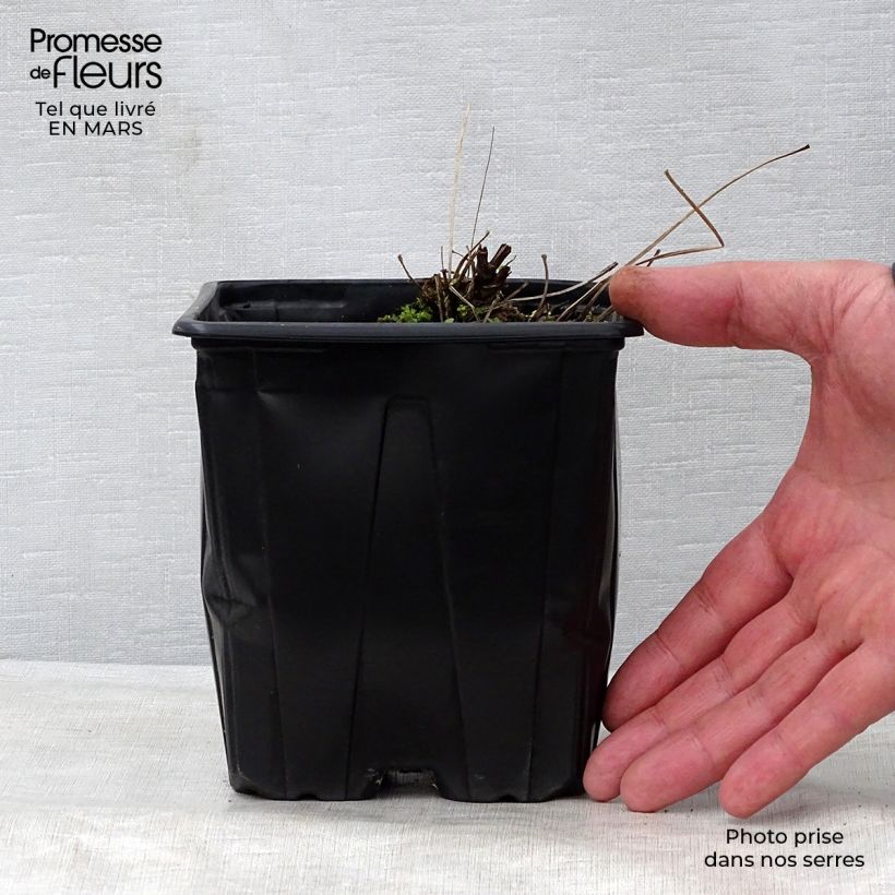 Thalictrum delavayi Splendide Album - Meadow-rue 2L/3L pot sample as delivered in spring