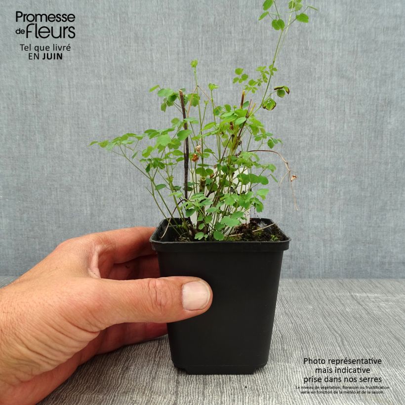 Thalictrum delavayi Splendide - Meadow-rue 8/9 cm pot sample as delivered in summer