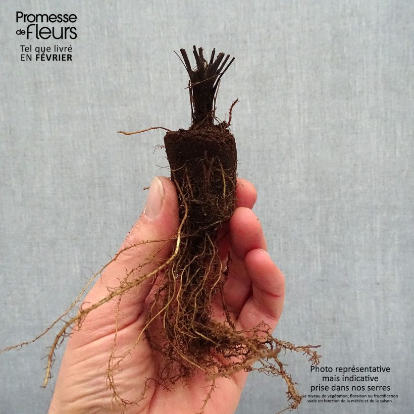 Thalictrum delavayi Splendide - Meadow-rue Bare root sample as delivered in winter