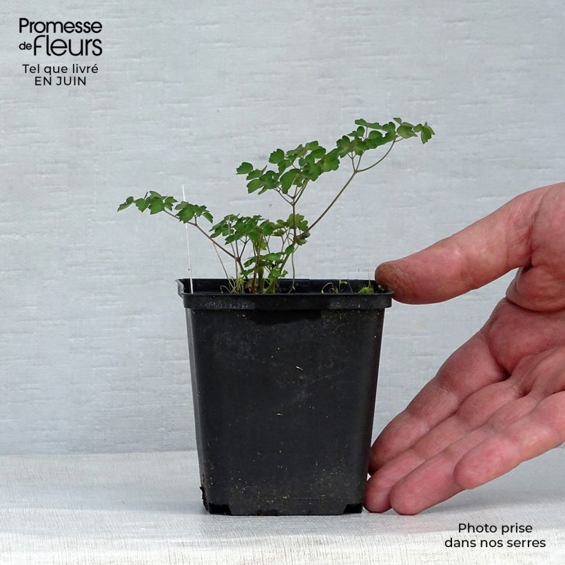 Thalictrum delavayi - Meadow-rue 8/9 cm pot sample as delivered in summer