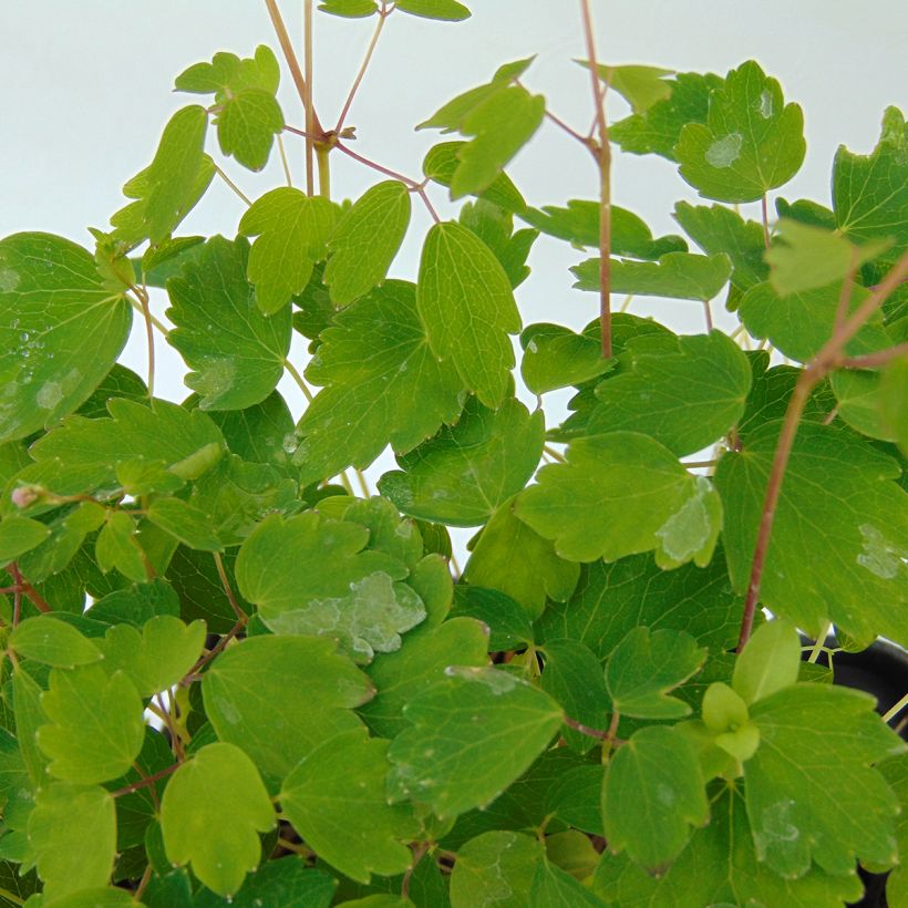 Thalictrum kiusianum - Meadow-rue (Foliage)