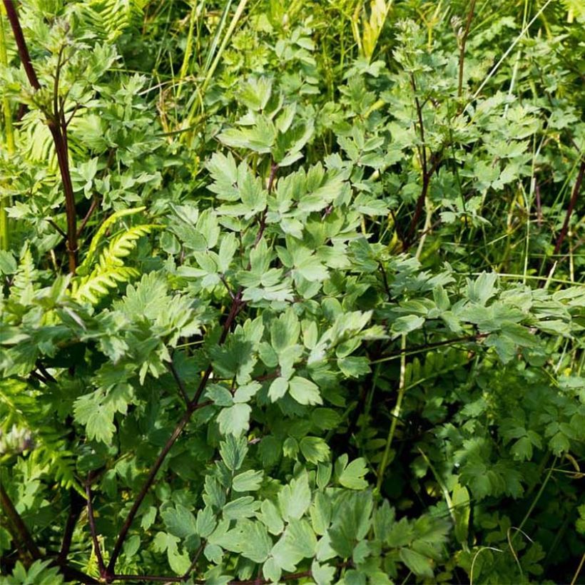 Thalictrum minus Adiantifolium - Meadow-rue (Foliage)
