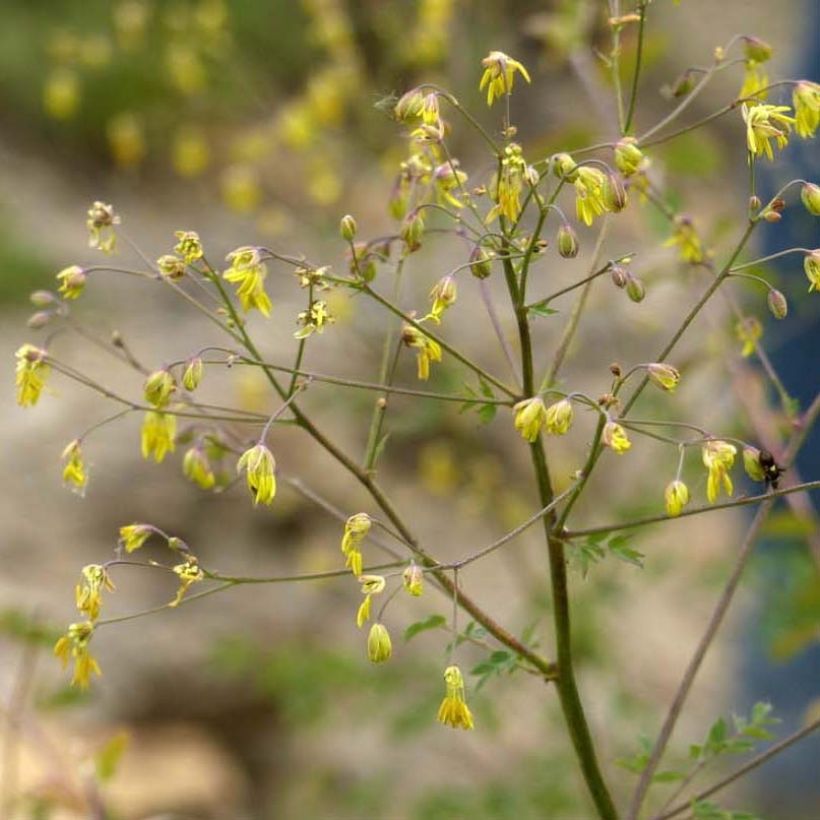 Thalictrum minus Adiantifolium - Meadow-rue (Flowering)