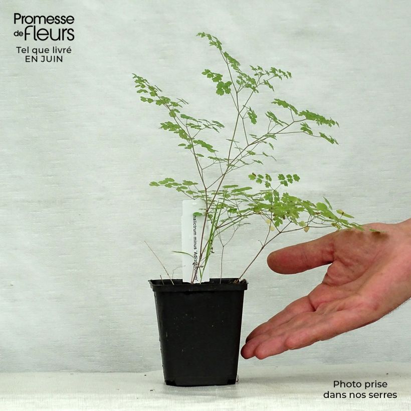Thalictrum minus Adiantifolium - Meadow-rue 8/9 cm pot sample as delivered in summer