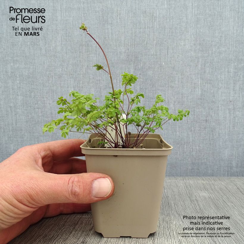 Thalictrum petaloideum - Meadow-rue 8/9 cm pot sample as delivered in winter