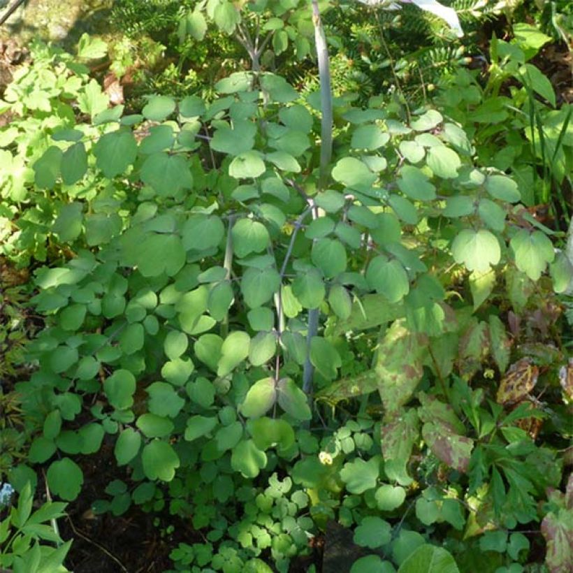 Thalictrum rochebrunianum - Meadow-rue (Foliage)