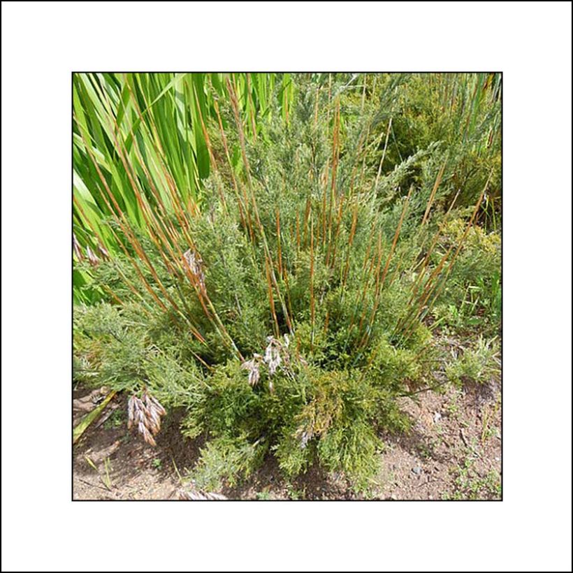 Thamnochortus cinereus - Restio (Foliage)