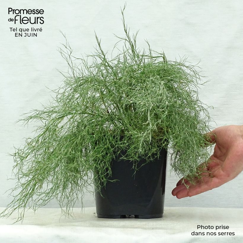 Thamnochortus cinereus - Restio 3L/4L pot sample as delivered in summer