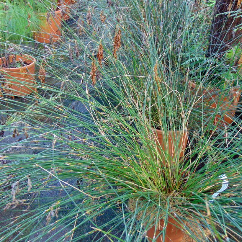 Thamnochortus pluristachyus - Restio (Plant habit)