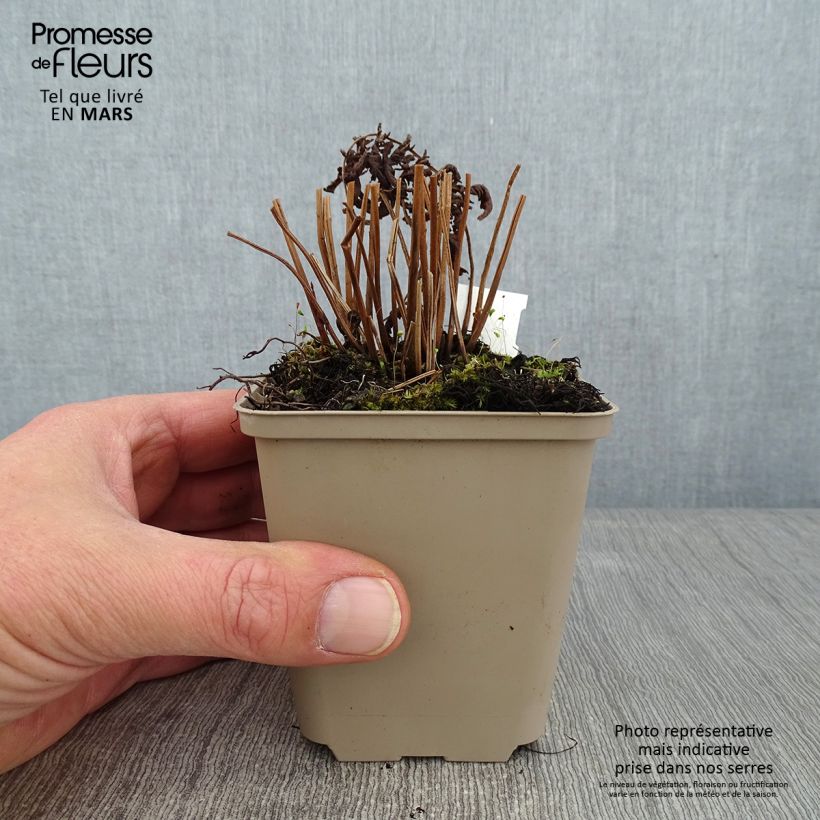 Thelypteris kunthii 8/9 cm pot sample as delivered in winter