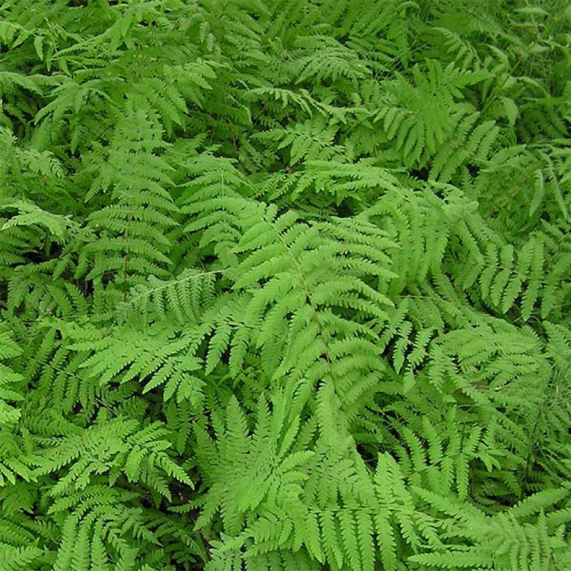 Thelypteris palustris - Marsh Fern (Foliage)