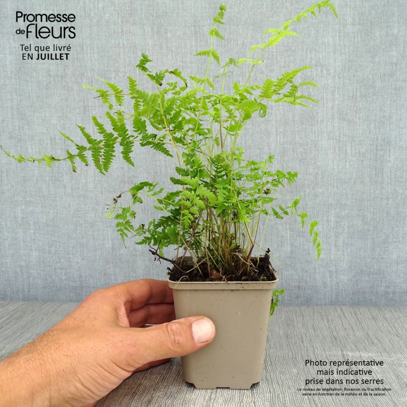 Thelypteris palustris - Marsh Fern 8/9 cm pot sample as delivered in summer