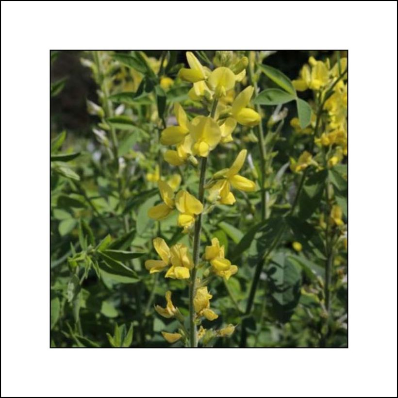 Thermopsis chinensis (Flowering)