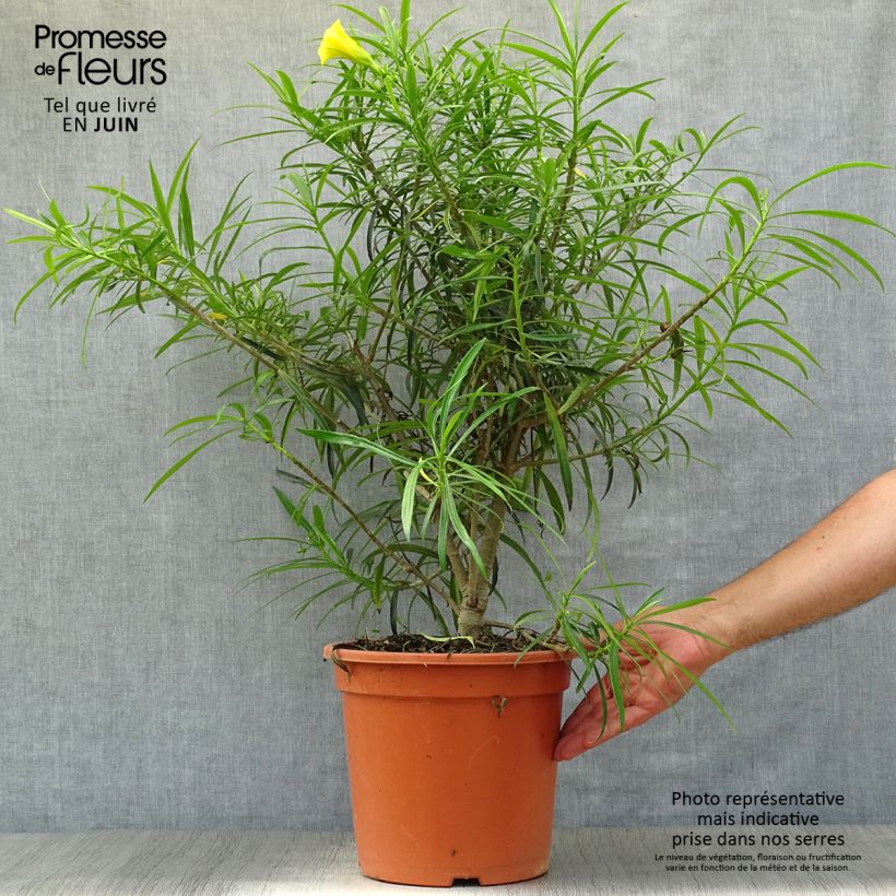 Thevetia peruviana 7.5L/10L pot sample as delivered in summer