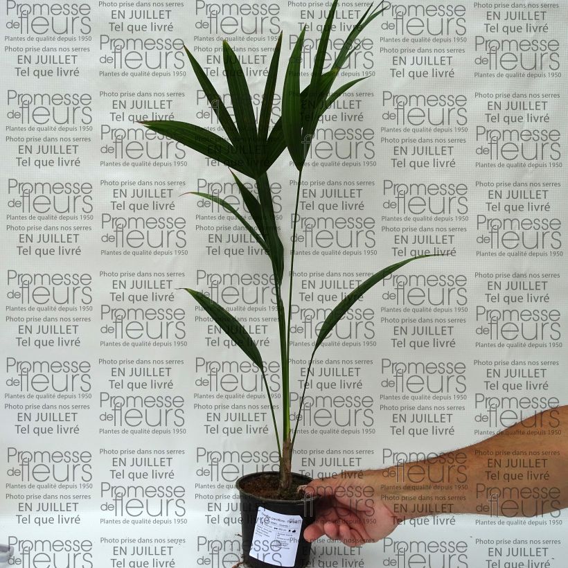 Thrinax parviflora - Thatch Palm 12cm pot sample as delivered in summer