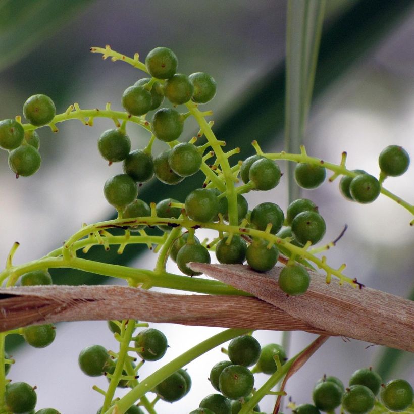 Thrinax radiata - Florida Thatch Palm (Harvest)