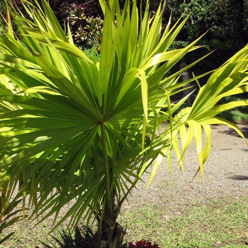 Thrinax radiata - Florida Thatch Palm (Plant habit)