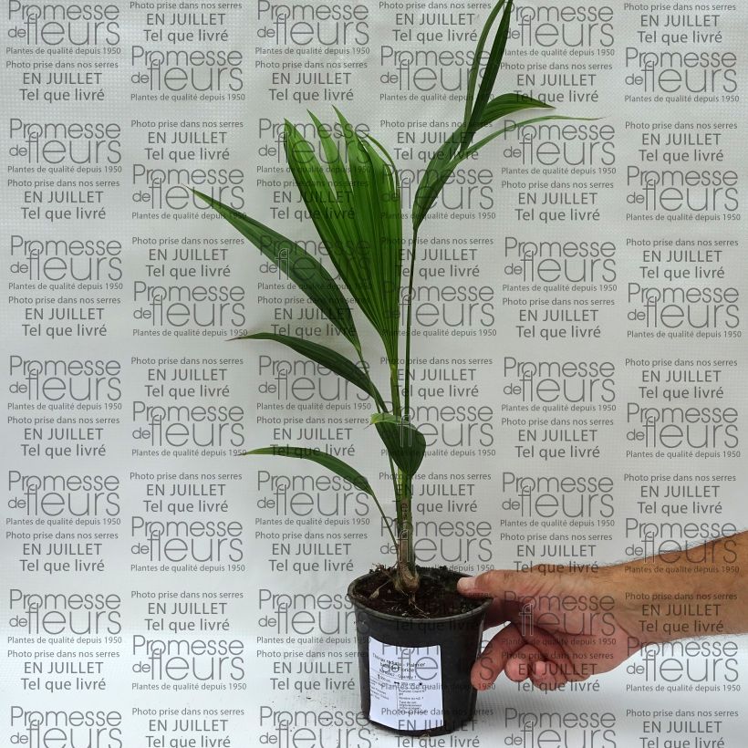 Thrinax radiata - Florida Thatch Palm 12cm pot sample as delivered in summer