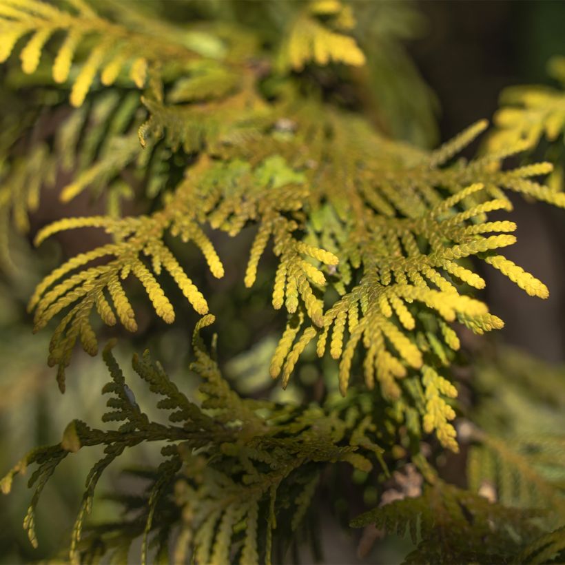 Thuja occidentalis Amber Glow - Canadian Arborvitae (Foliage)