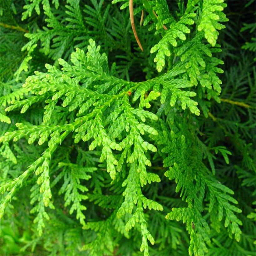 Thuja occidentalis Brabant - Canadian Arborvitae (Foliage)