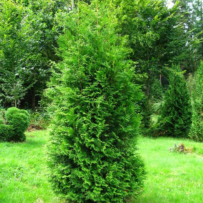 Thuja occidentalis Brabant - Canadian Arborvitae (Plant habit)