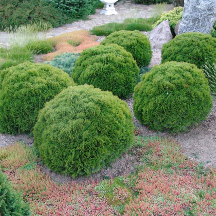 Thuja occidentalis Danica - Canadian Arborvitae (Plant habit)