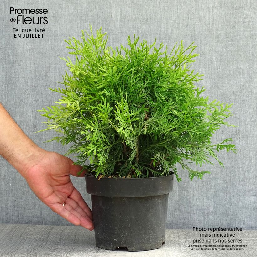 Thuja occidentalis Danica Aurea 2L/3L pot sample as delivered in summer