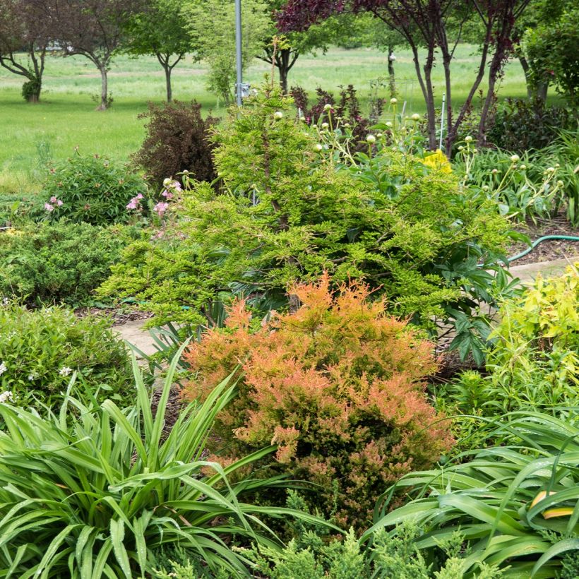 Thuja occidentalis Fire Chief - Canadian Arborvitae (Plant habit)