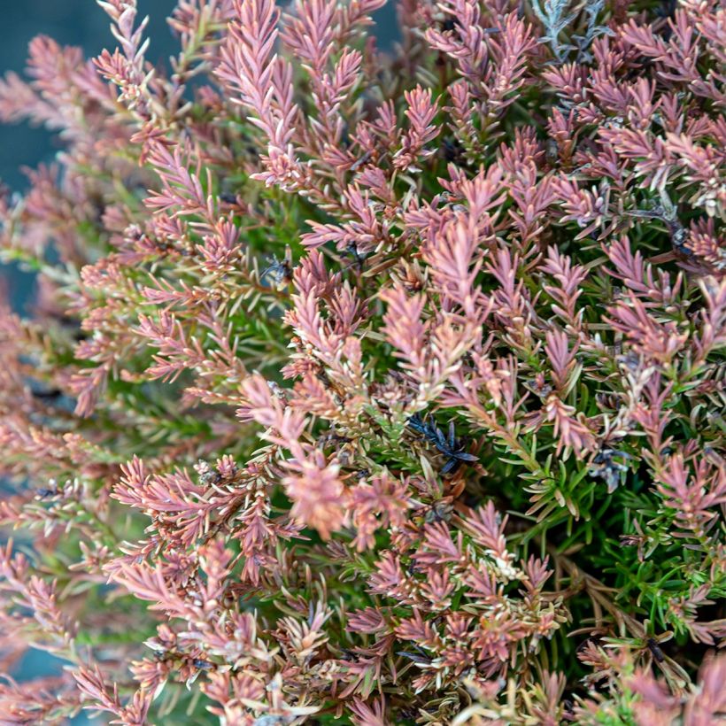 Thuja occidentalis Fire Chief - Canadian Arborvitae (Foliage)