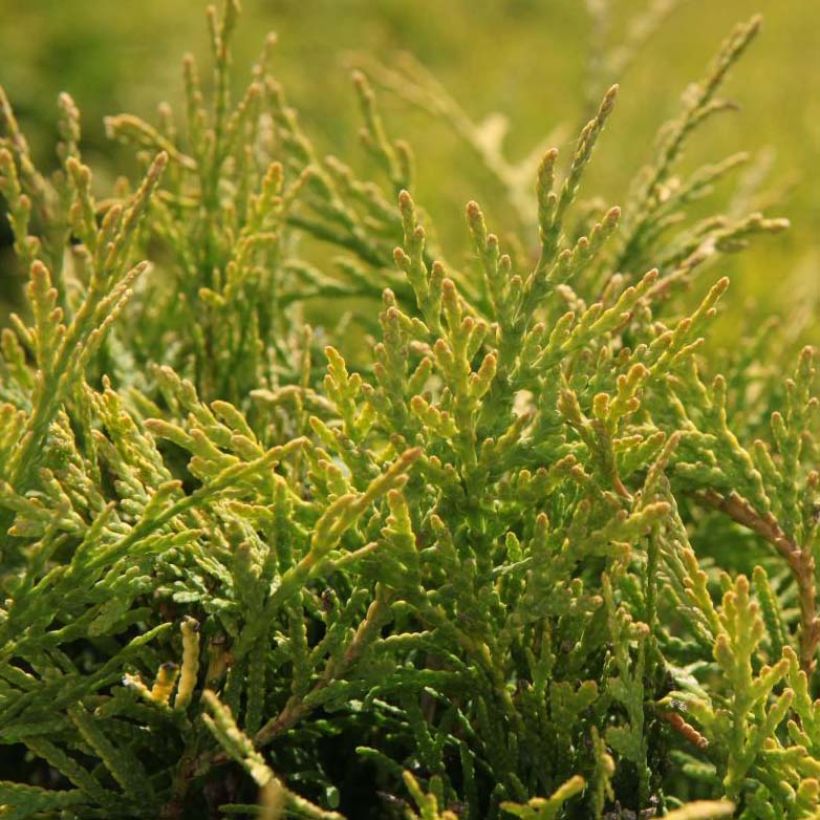 Thuja occidentalis Golden Globe - Canadian Arborvitae (Foliage)