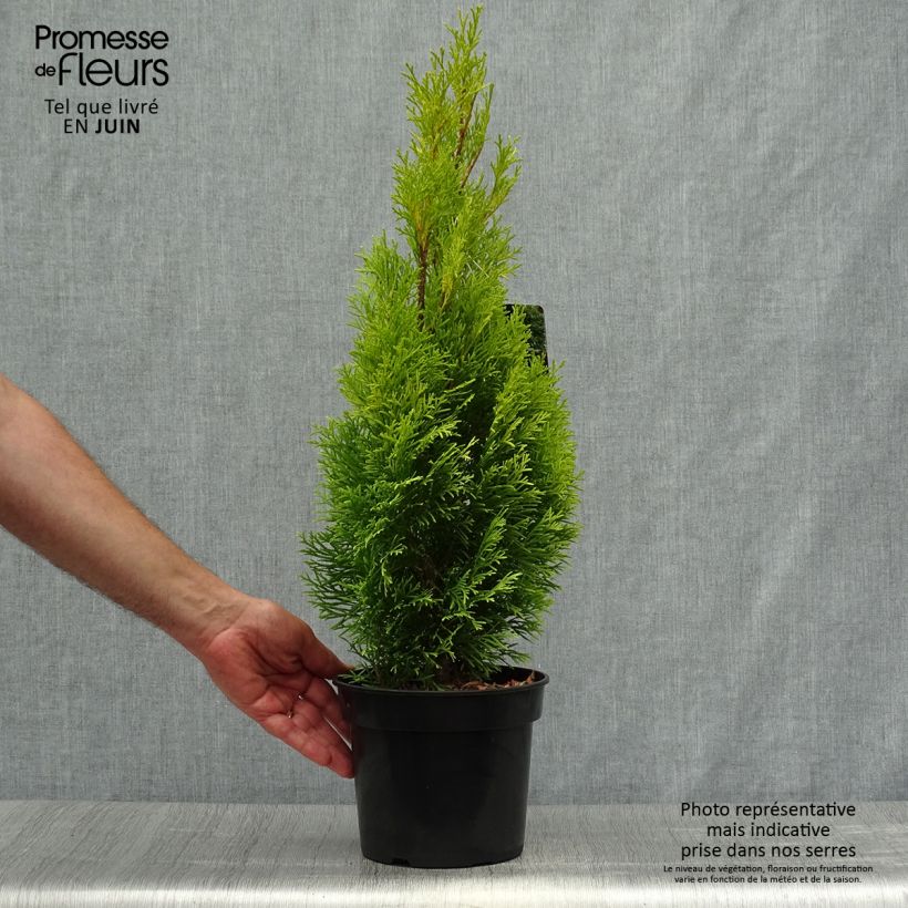 Thuja occidentalis Golden Smaragd 2L/3L pot sample as delivered in summer