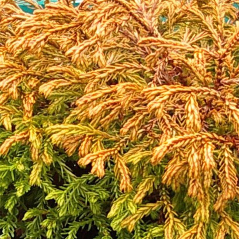 Thuja occidentalis Golden Tuffet - Canadian Arborvitae (Foliage)