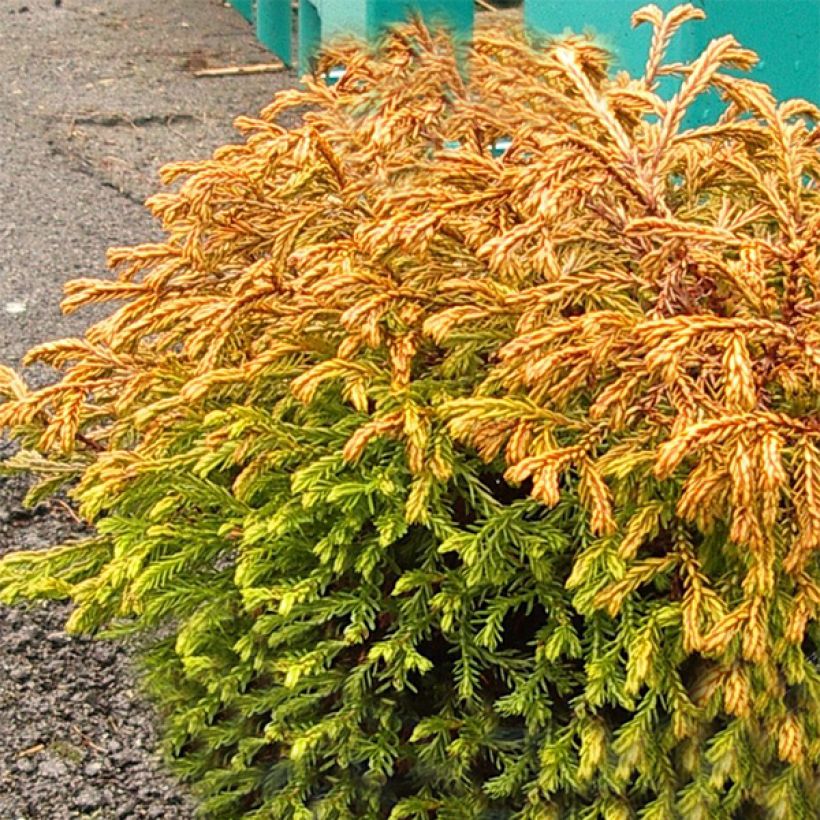 Thuja occidentalis Golden Tuffet - Canadian Arborvitae (Plant habit)
