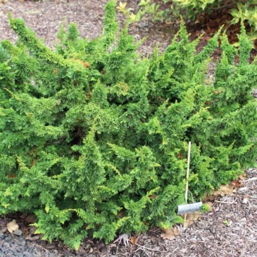 Thuja occidentalis Malonyana Holub - Canadian Arborvitae (Plant habit)