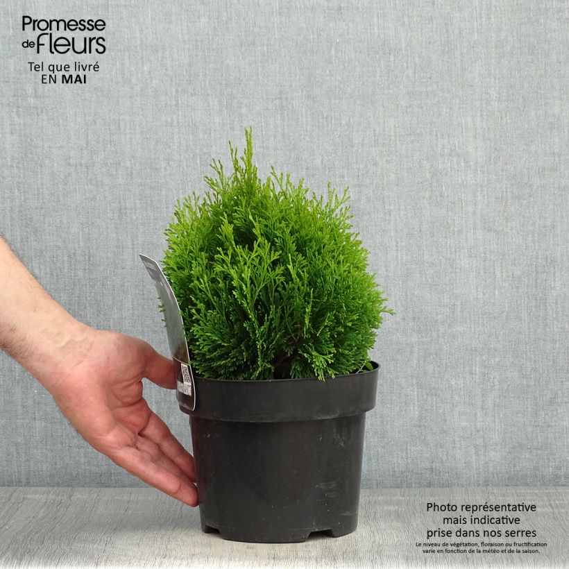 Thuja occidentalis Miky - Canadian Arborvitae 2L/3L pot sample as delivered in spring