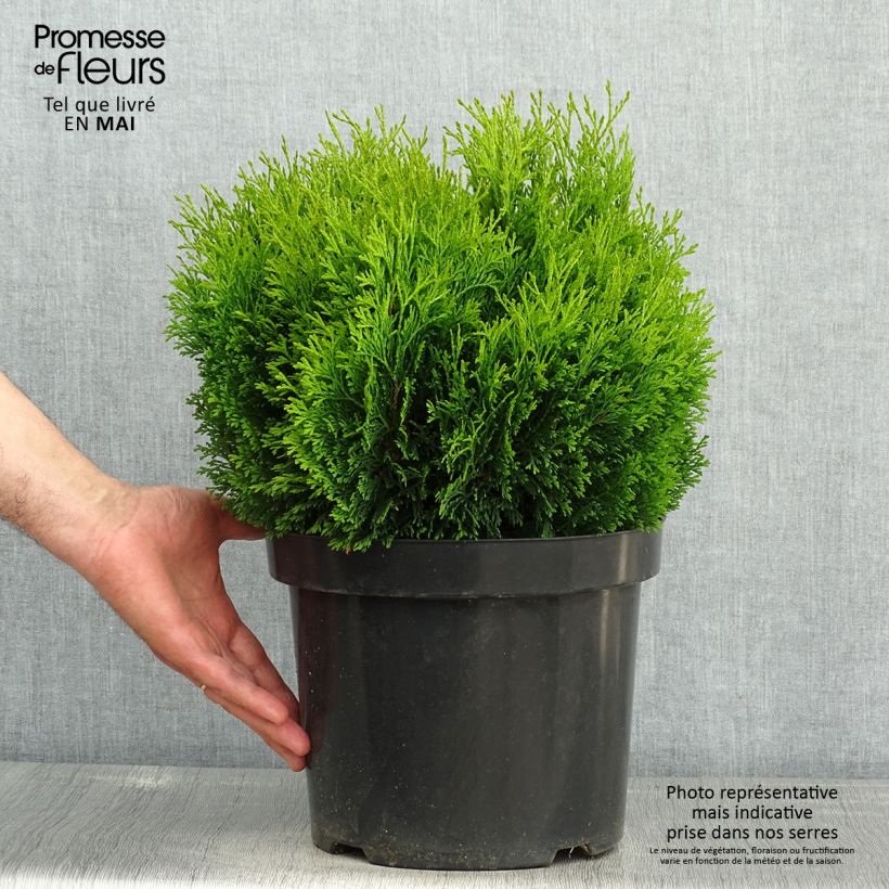 Thuja occidentalis Miky - Canadian Arborvitae 7.5L/10L pot sample as delivered in spring
