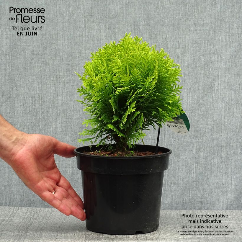 Thuja occidentalis Mirjam - Canadian Arborvitae 2L/3L pot sample as delivered in summer