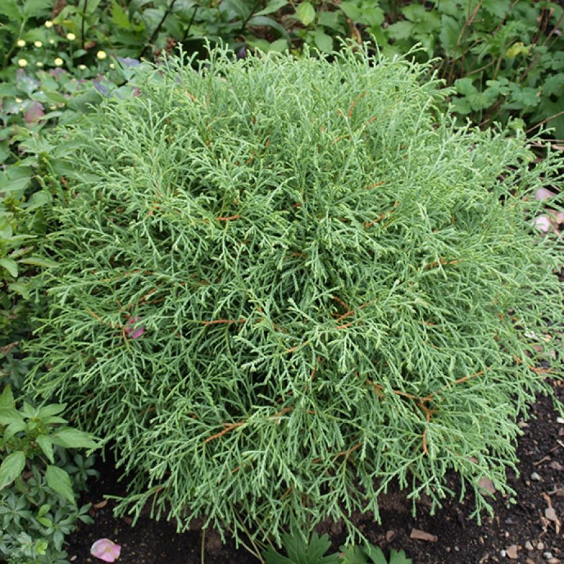 Thuja occidentalis Mr Bowling Ball - Canadian Arborvitae (Plant habit)