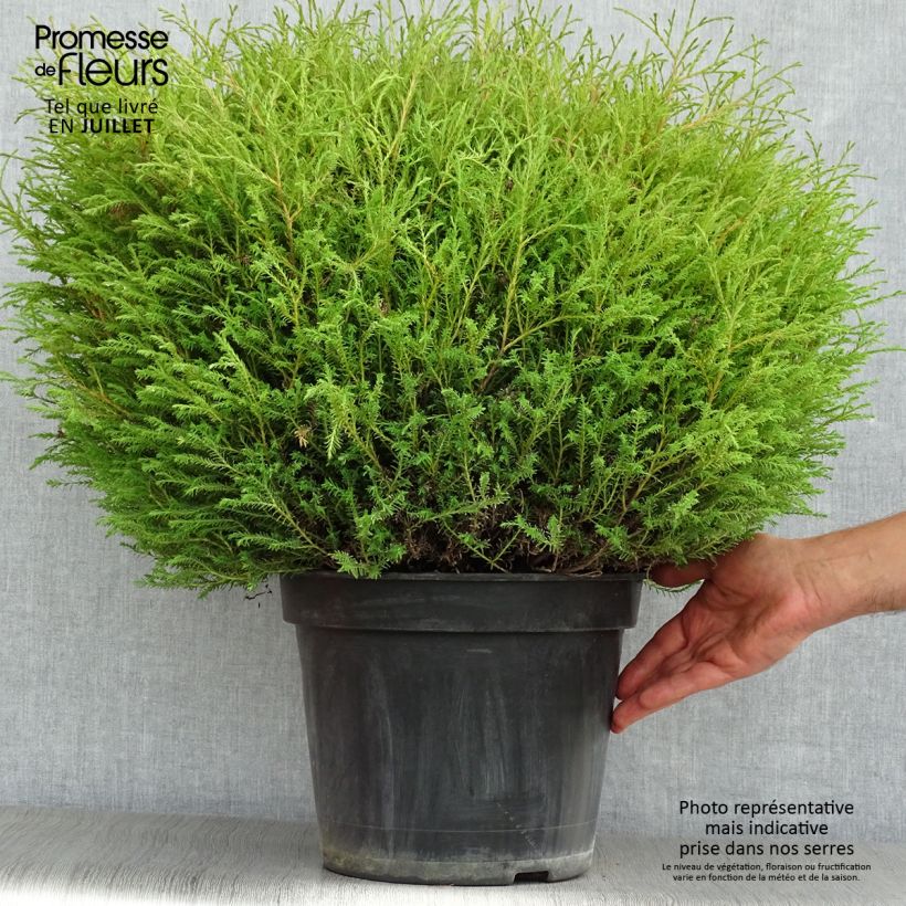 Thuja occidentalis Mr Bowling Ball - Canadian Arborvitae 7.5L/10L pot sample as delivered in summer