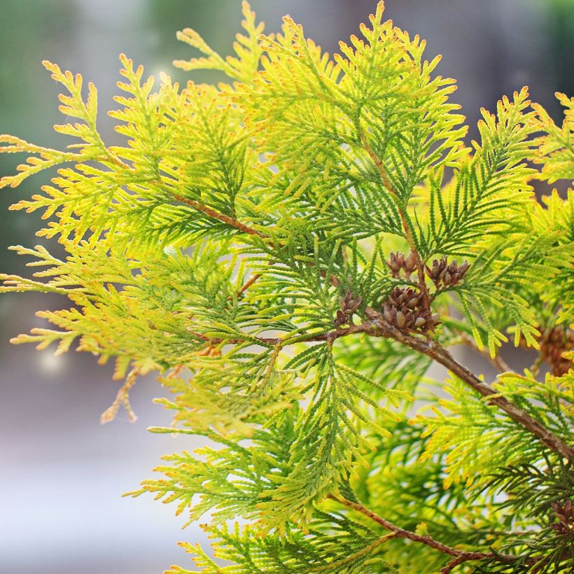 Thuja occidentalis Salland - Canadian Arborvitae (Foliage)