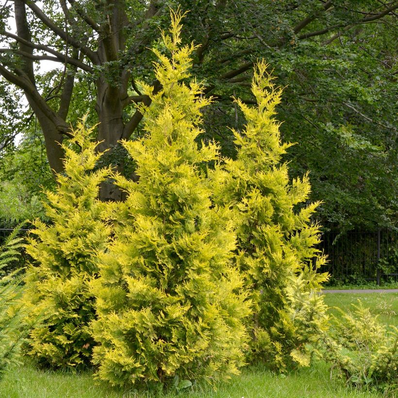 Thuja occidentalis Salland - Canadian Arborvitae (Plant habit)