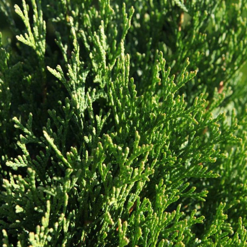 Thuja occidentalis Smaragd - Canadian Arborvitae (Foliage)
