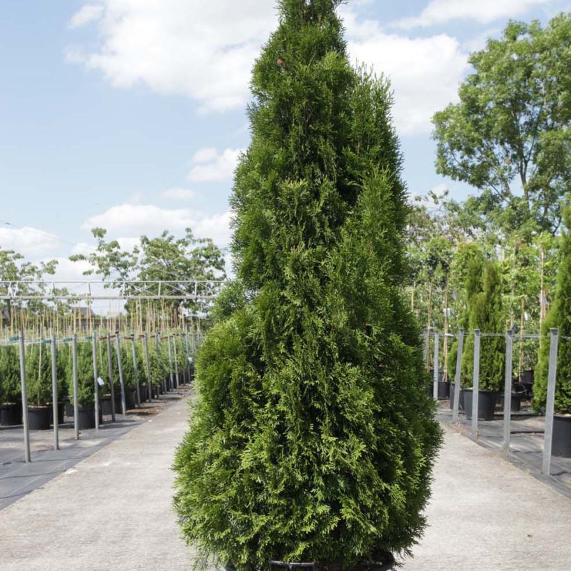Thuja occidentalis Smaragd - Canadian Arborvitae (Plant habit)