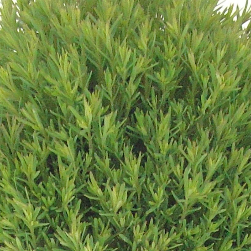 Thuja occidentalis Teddy - Canadian Arborvitae (Foliage)