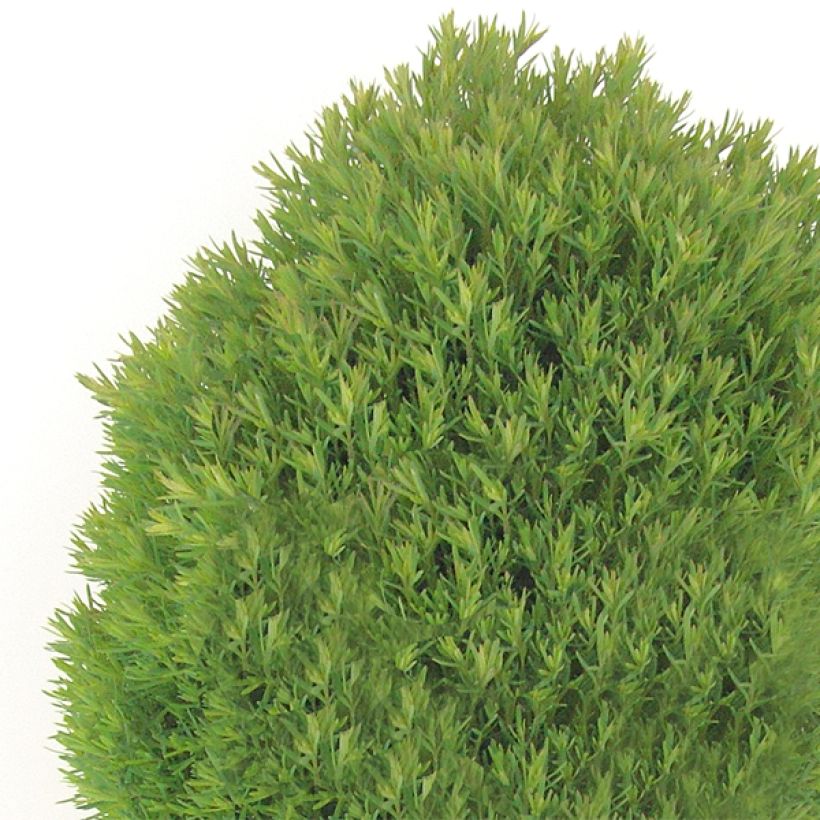 Thuja occidentalis Teddy - Canadian Arborvitae (Plant habit)