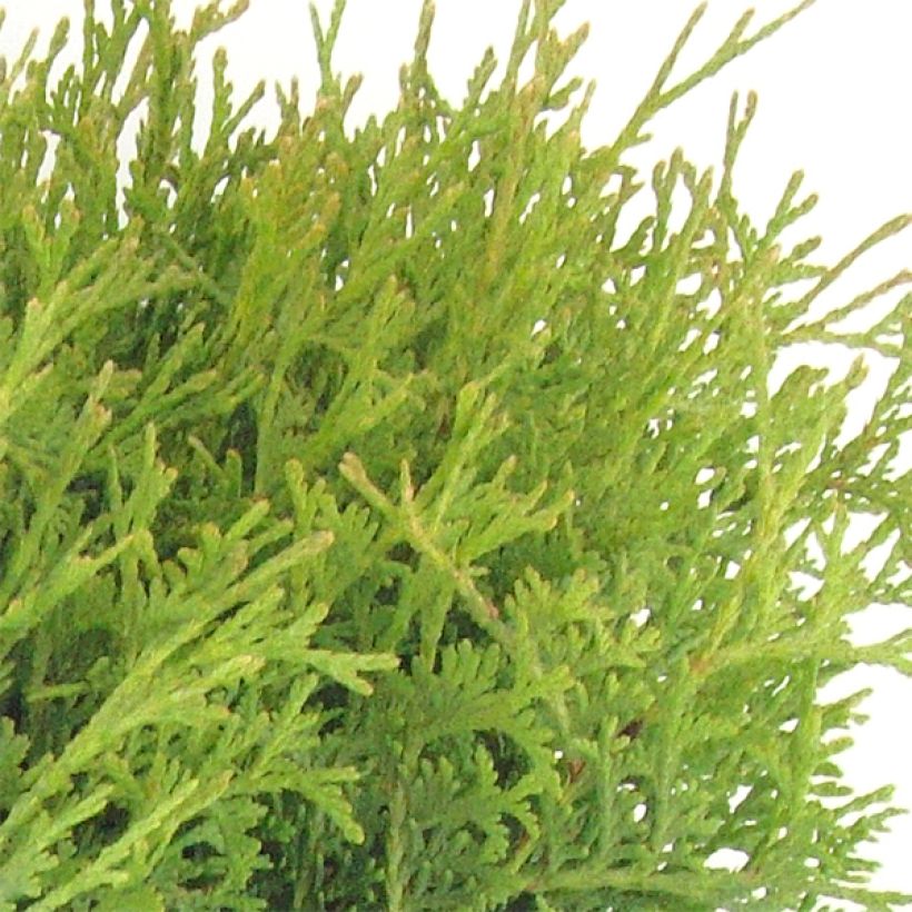 Thuja occidentalis Tiny Tim - Canadian Arborvitae (Foliage)